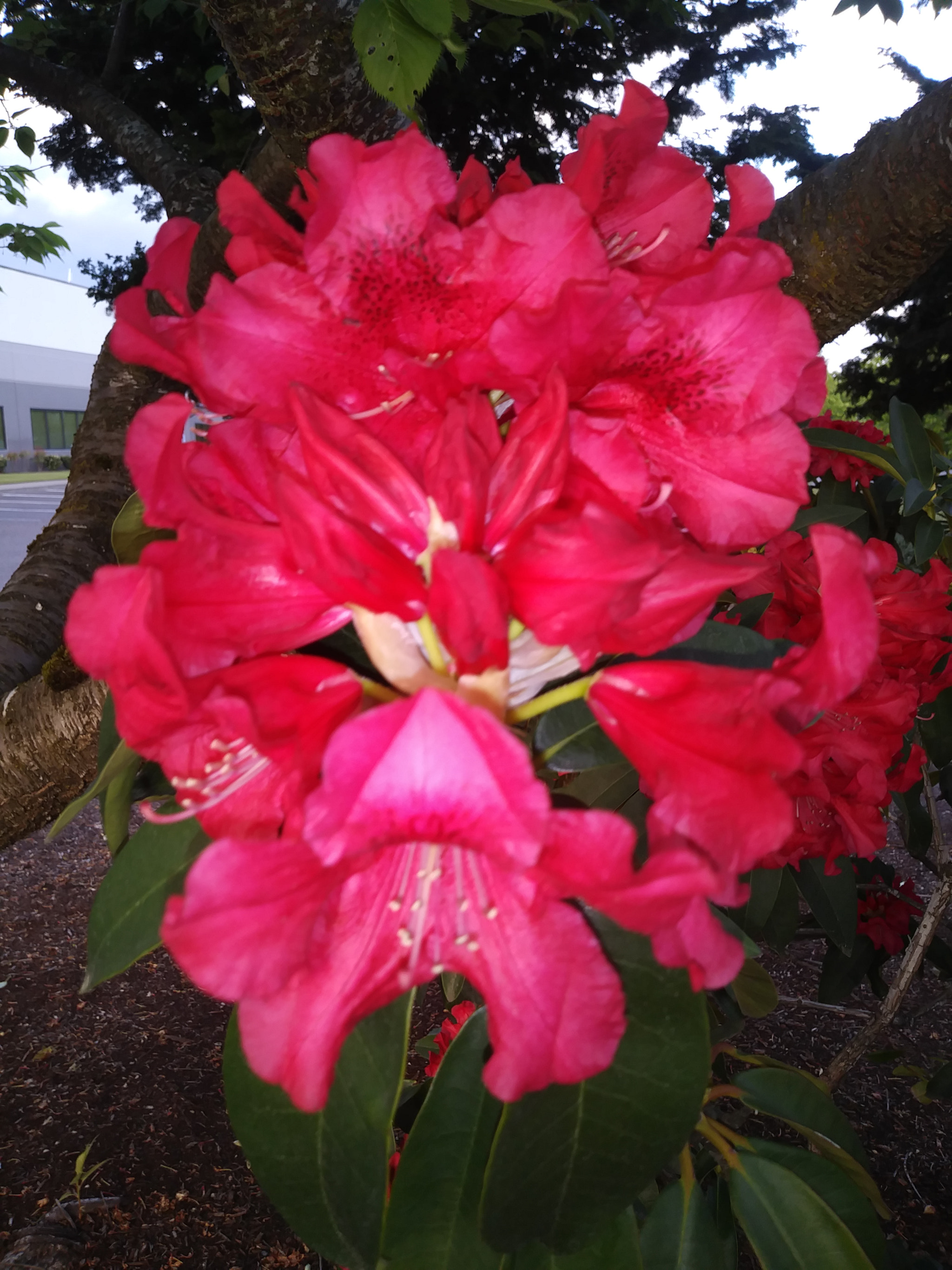 LG K20 PLUS sample photo