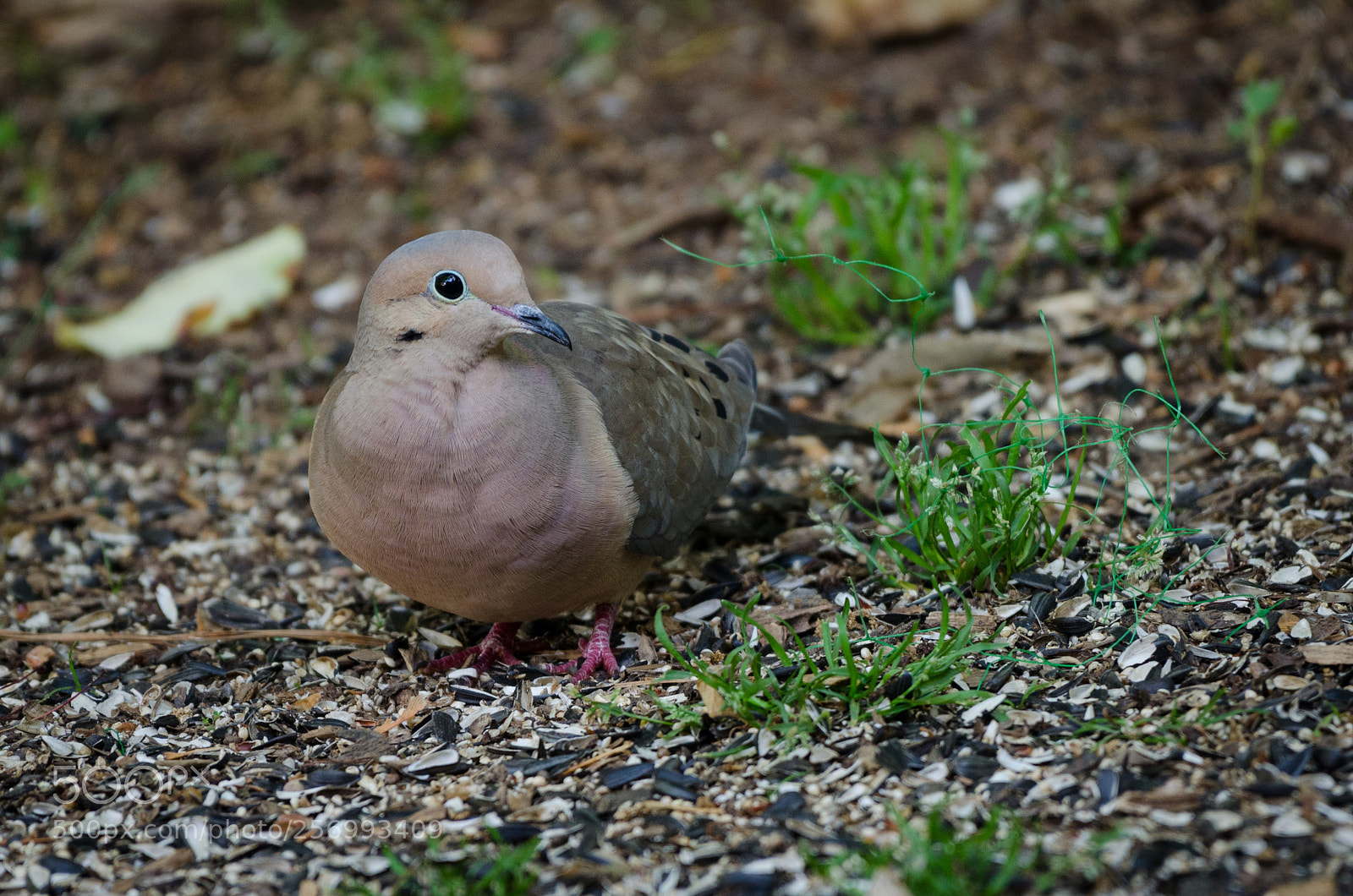 Nikon D7000 sample photo. Mourning dove photography
