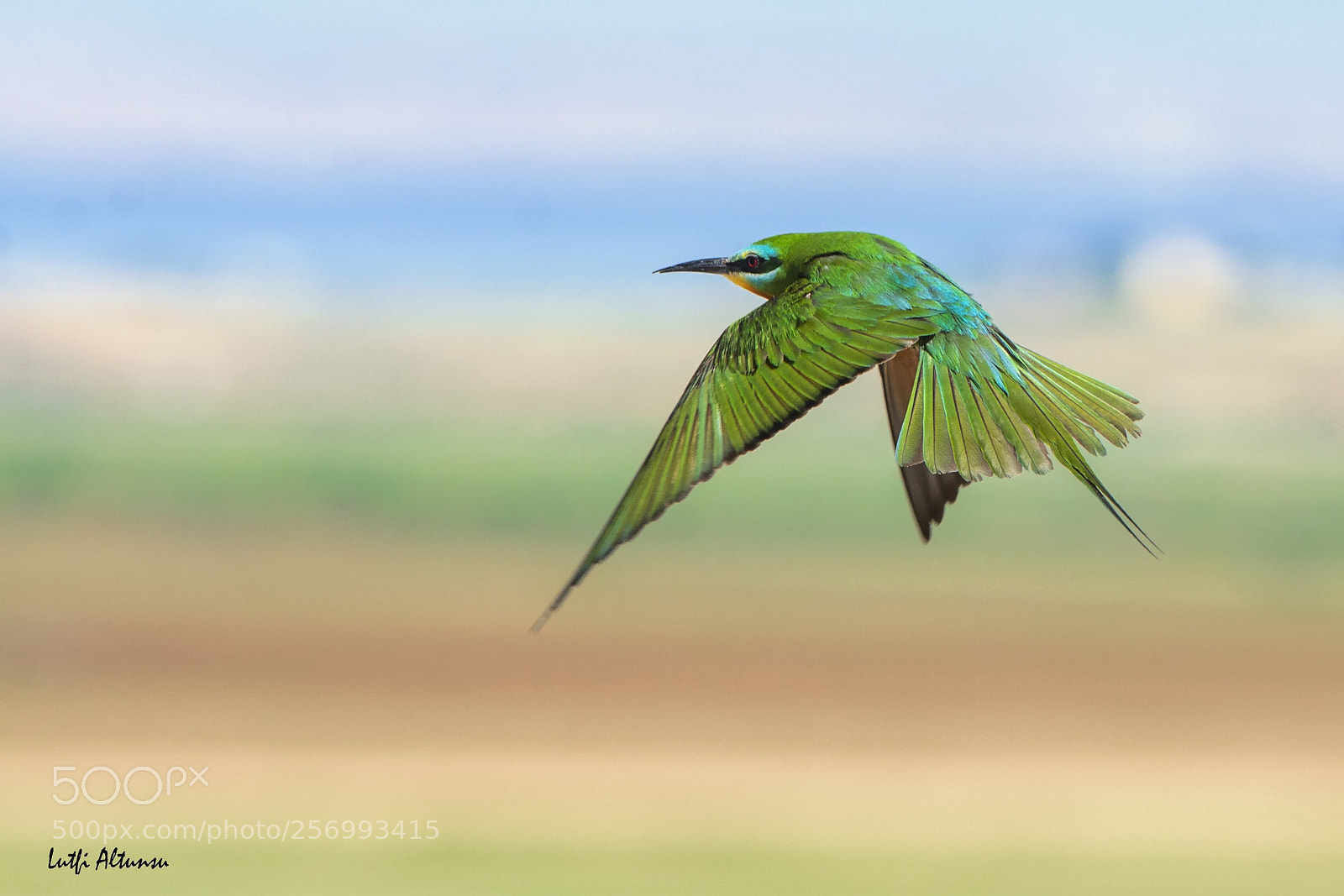 Nikon D7100 sample photo. Blue-cheeked bee-eater ye il photography