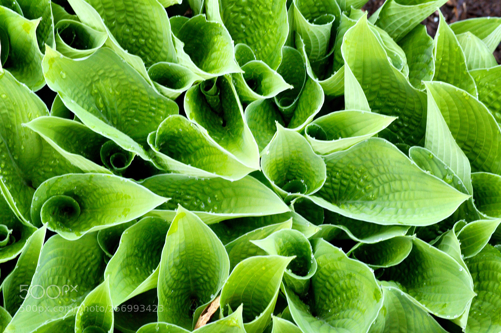 Nikon D3200 sample photo. Hosta 2 photography