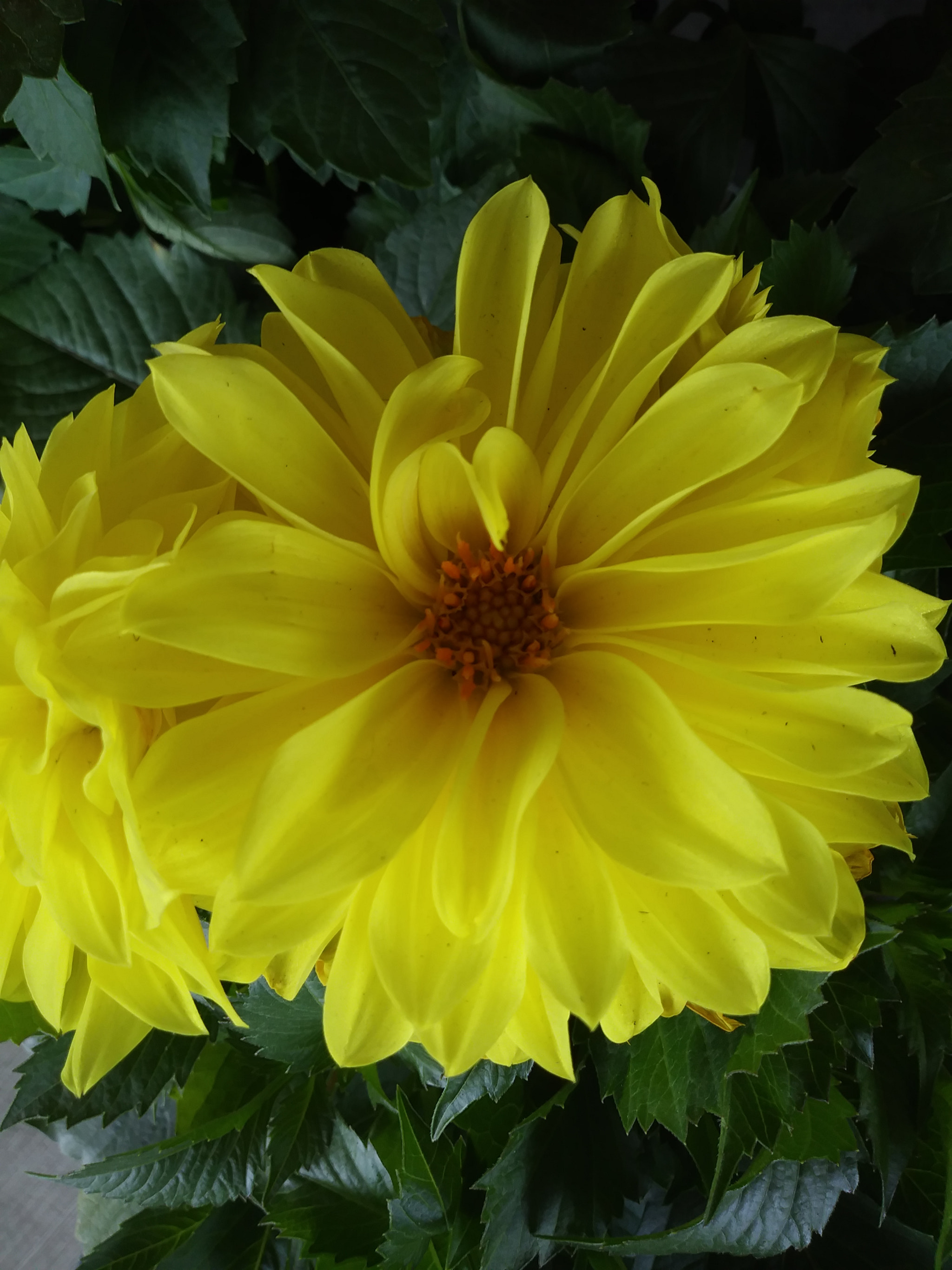LG K20 PLUS sample photo. Yellow photography