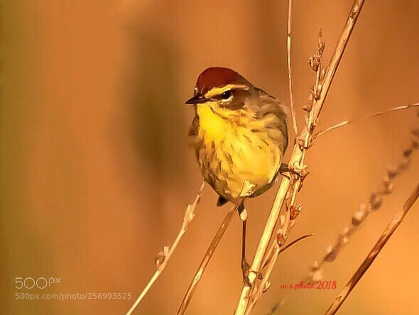 Canon EOS 7D Mark II sample photo. Yellow rumped warbler photography