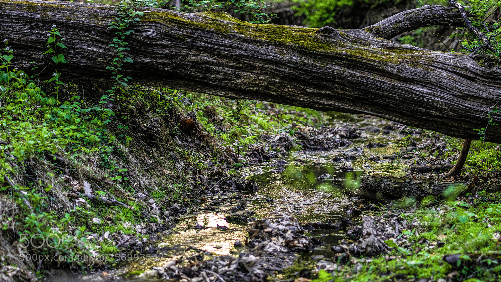 Sony a6300 sample photo. Big woods photography