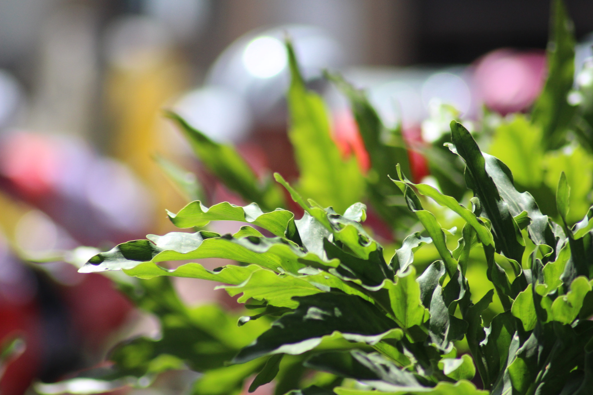 Canon EOS 700D (EOS Rebel T5i / EOS Kiss X7i) sample photo. Green photography