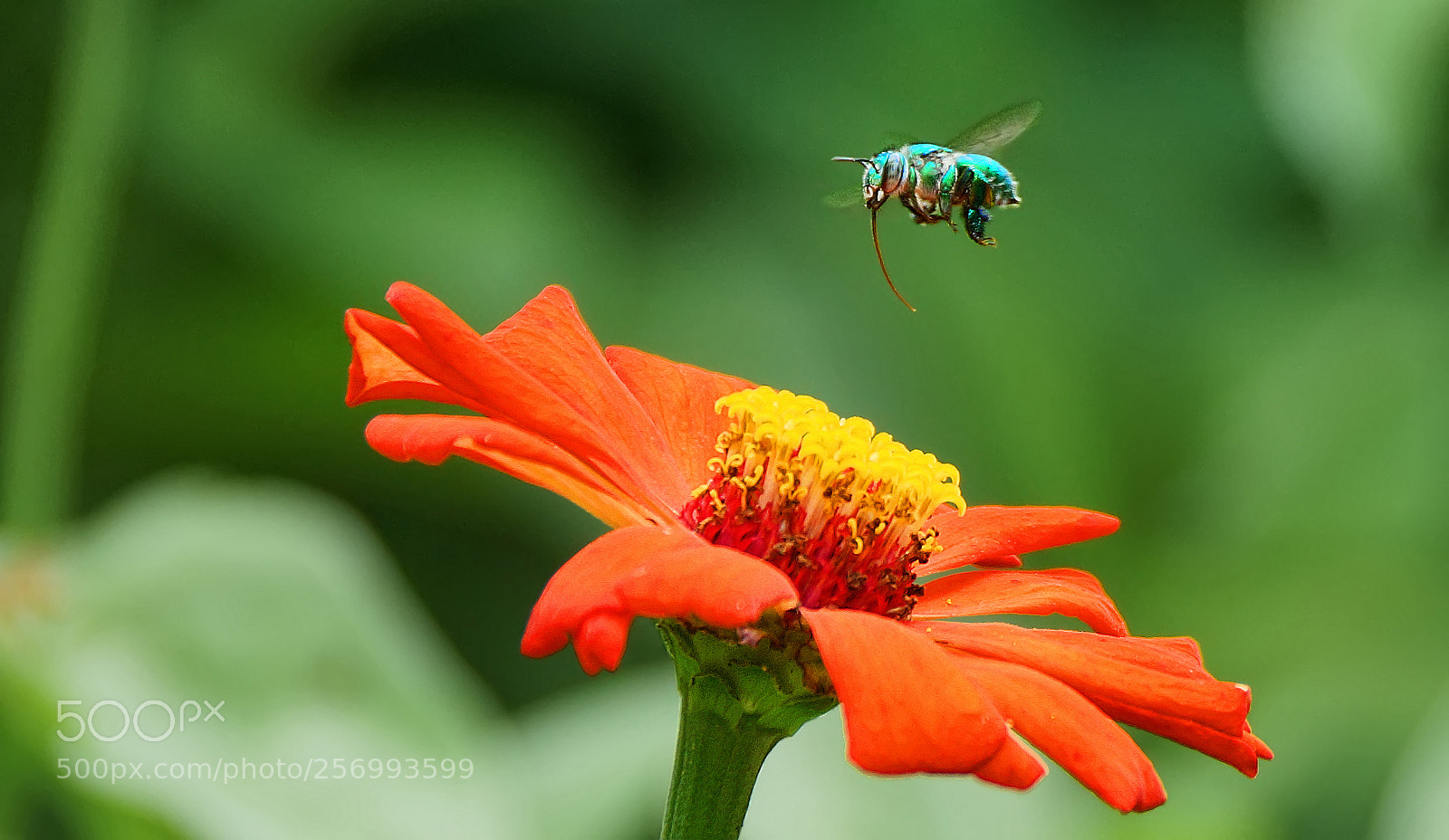 Sony SLT-A77 sample photo. The bee and the photography