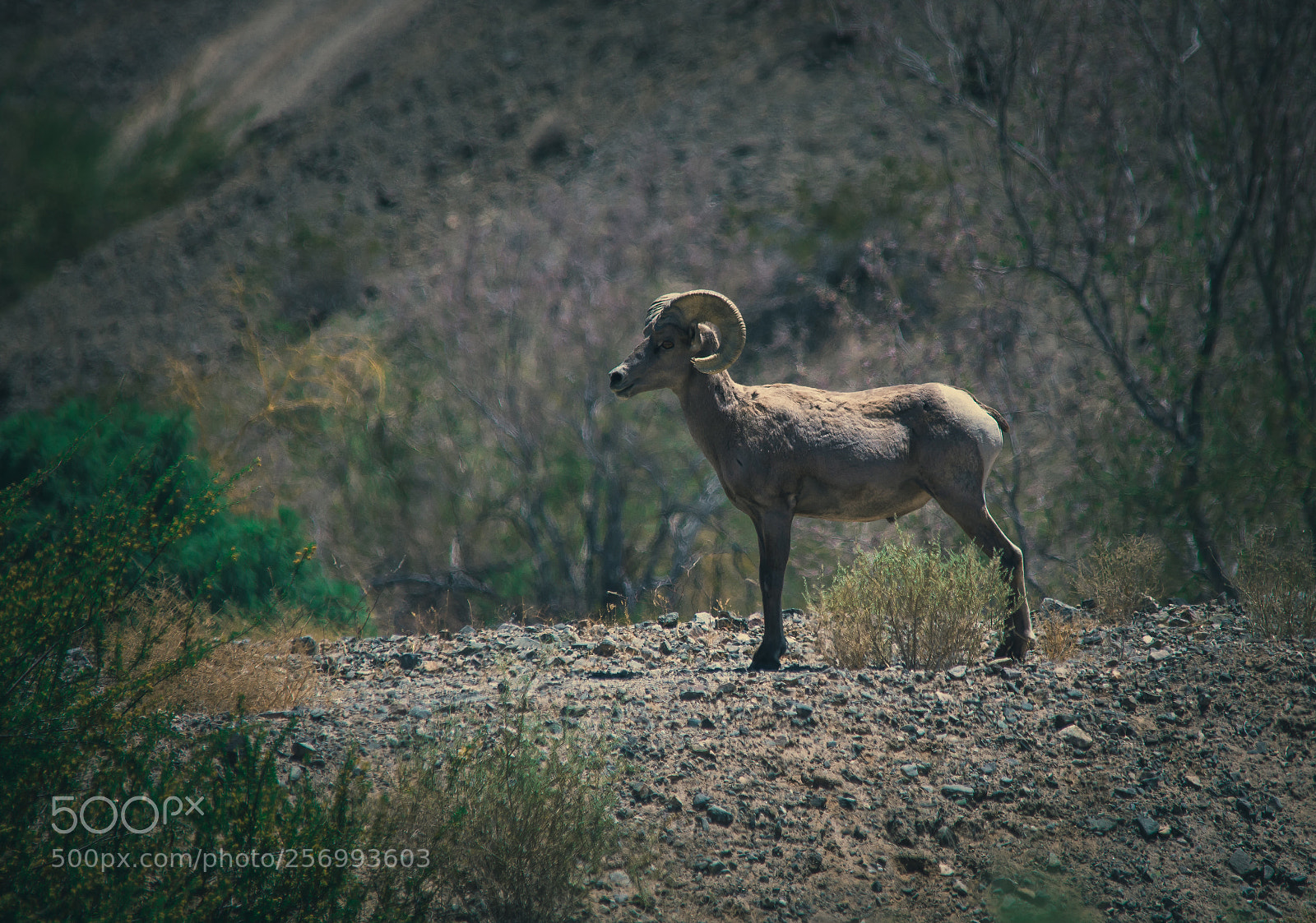 Nikon D7200 sample photo. Bighorn photography