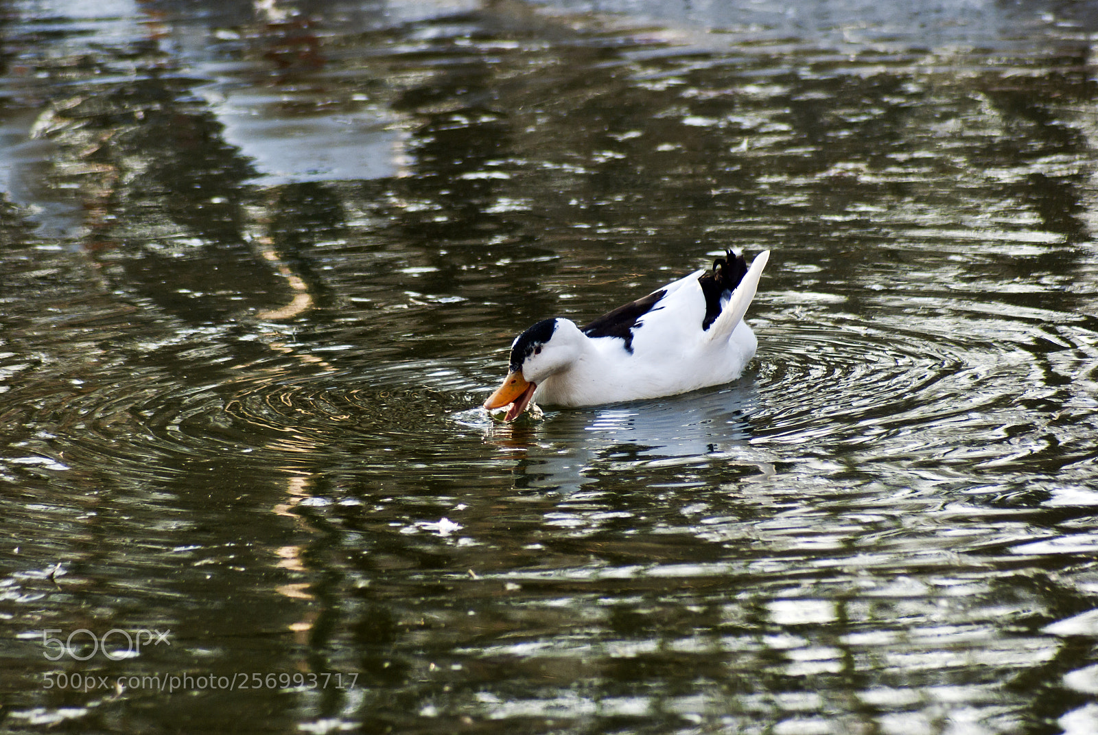 Sony Alpha DSLR-A200 sample photo. Water is life photography