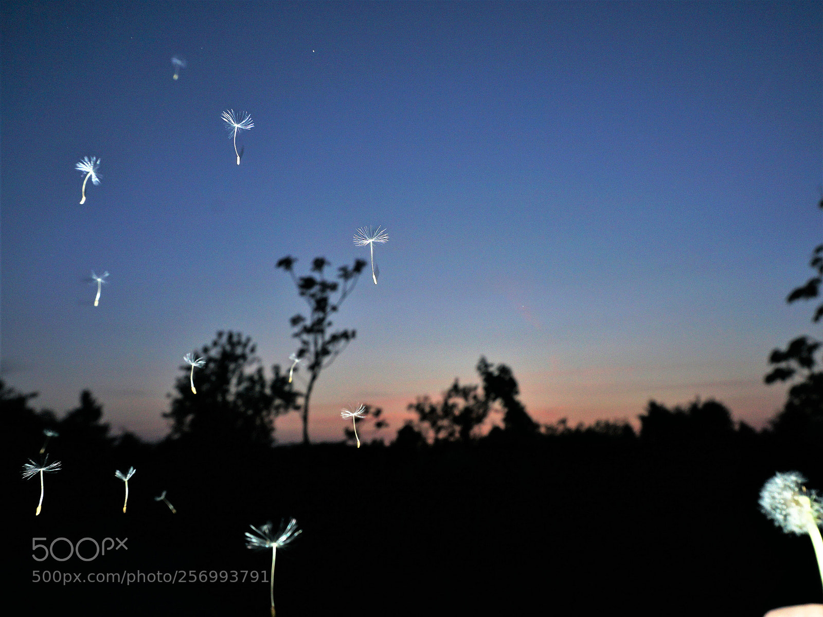 Sony a6000 sample photo. Dandelion seeds photography