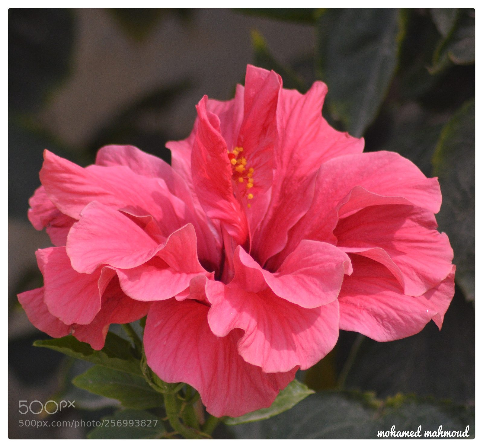 Nikon D3200 sample photo. Untitled photography