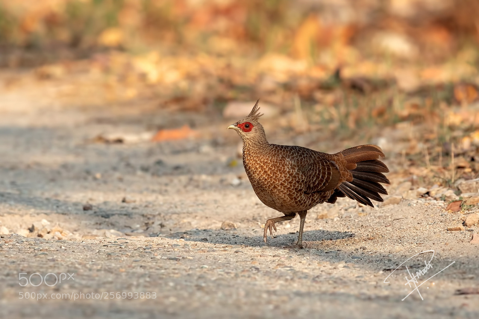 Canon EOS 5D Mark IV sample photo. Kalijpheasant(f) photography