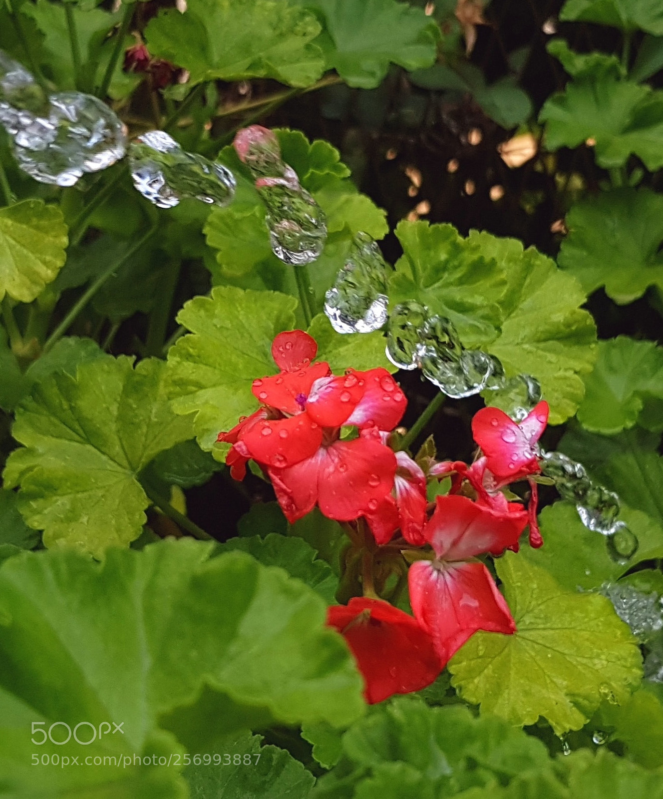 Samsung Galaxy S8 sample photo. Untitled photography