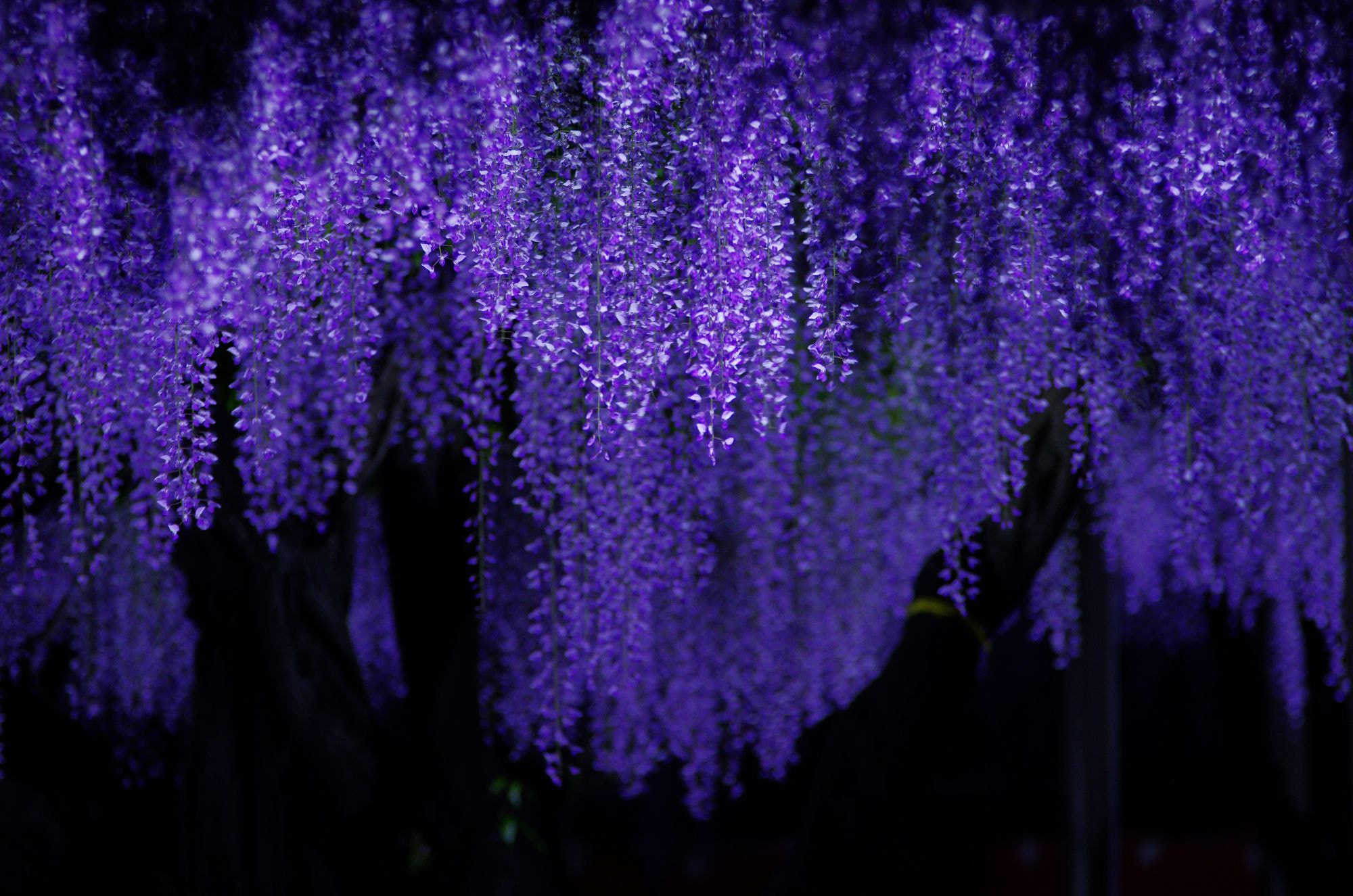 Pentax K-5 IIs + Sigma APO 70-200mm F2.8 EX sample photo. Wisteria at night photography