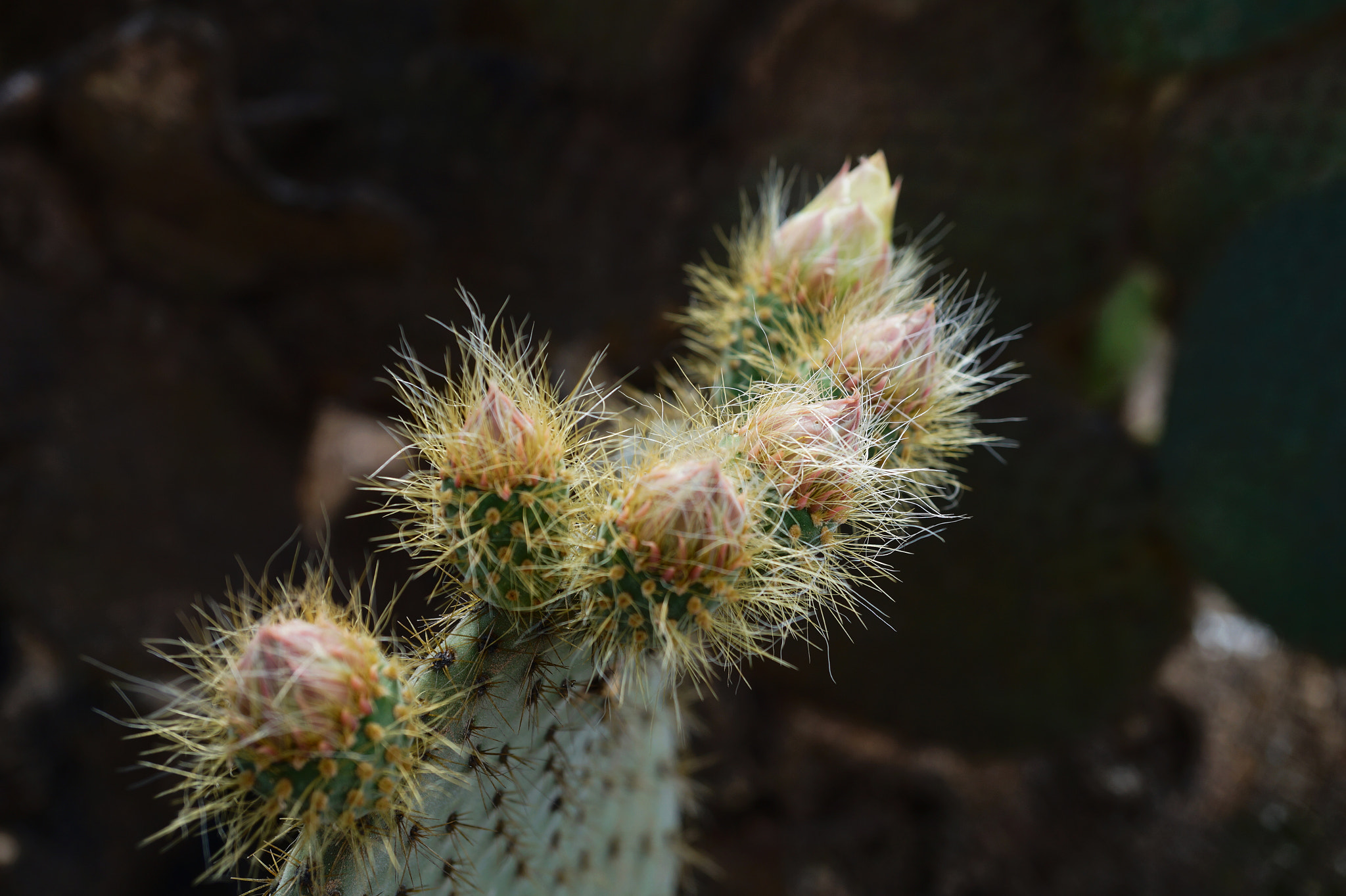 Sony Alpha a3500 sample photo. Flor de nopal en botón photography