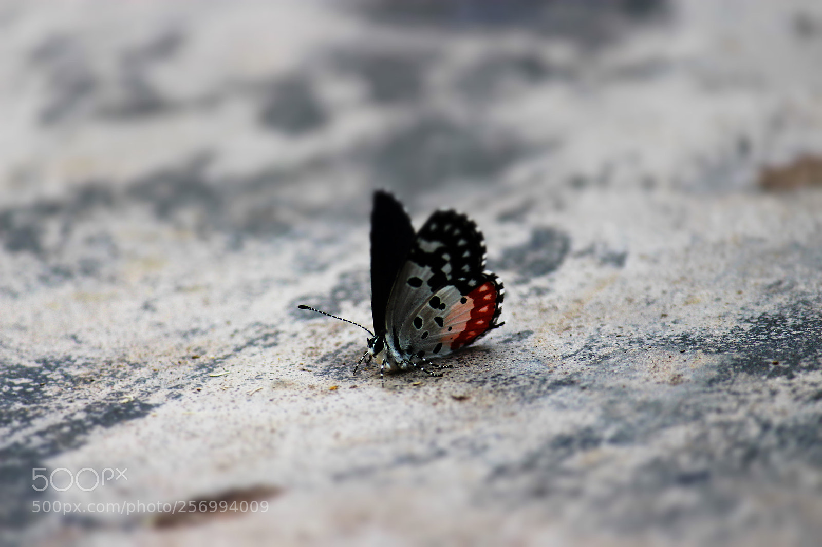 Canon EF-S 55-250mm F4-5.6 IS II sample photo. Img photography