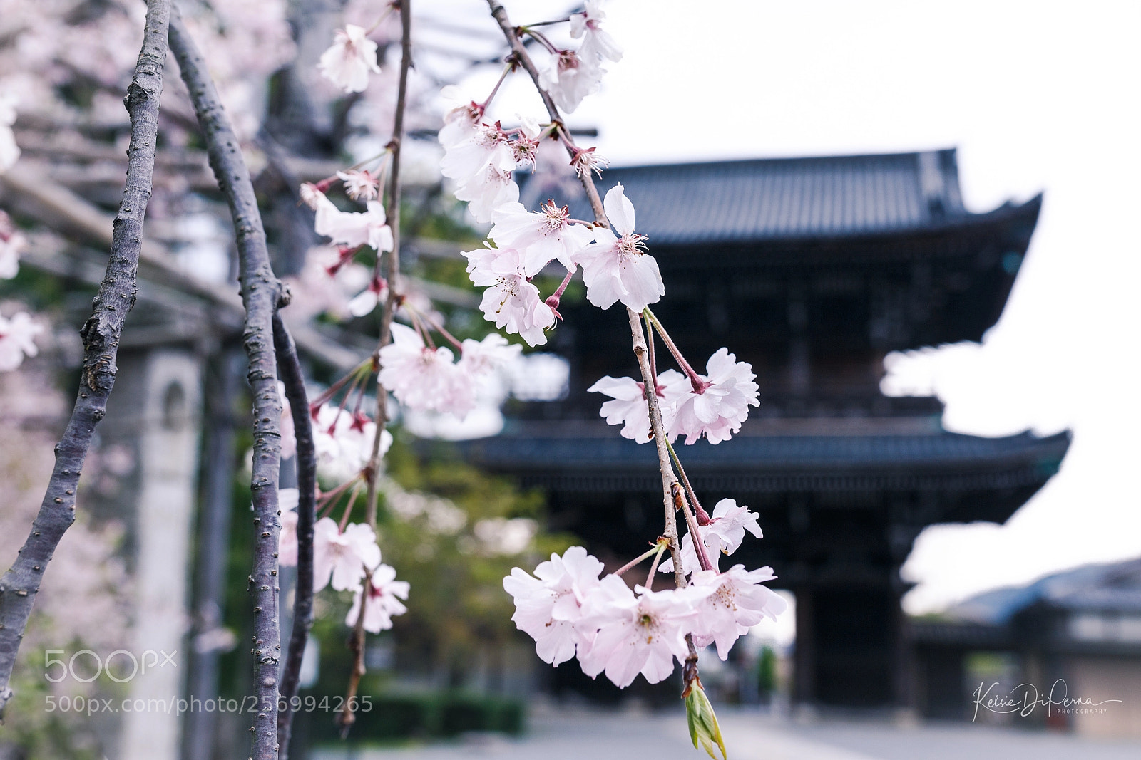 Canon EOS 6D sample photo. Cherry blossoms on a photography