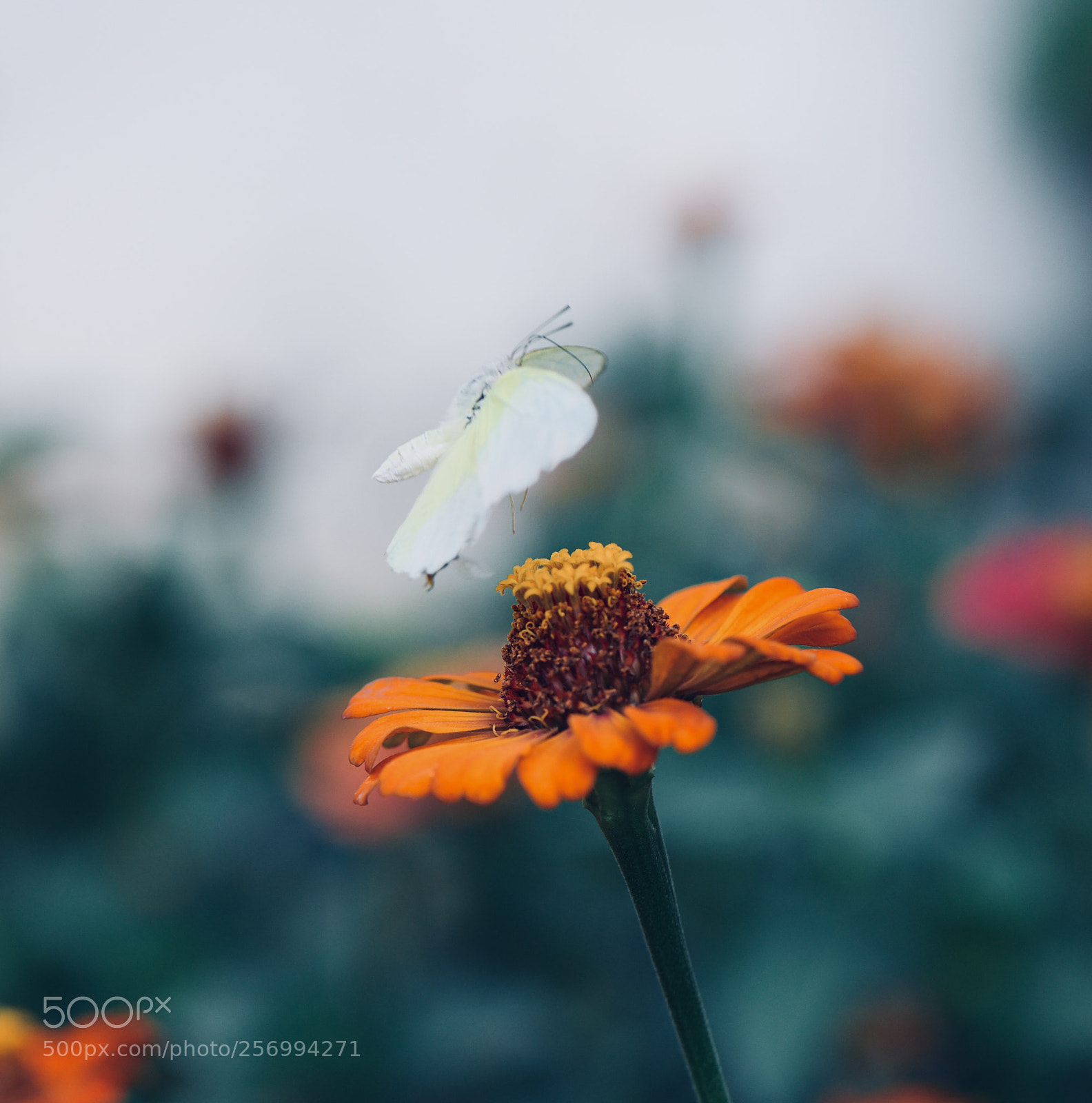Nikon D850 sample photo. Untitled photography