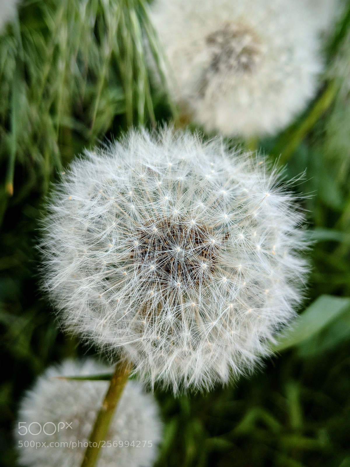 Google Pixel 2 XL sample photo. Untitled photography