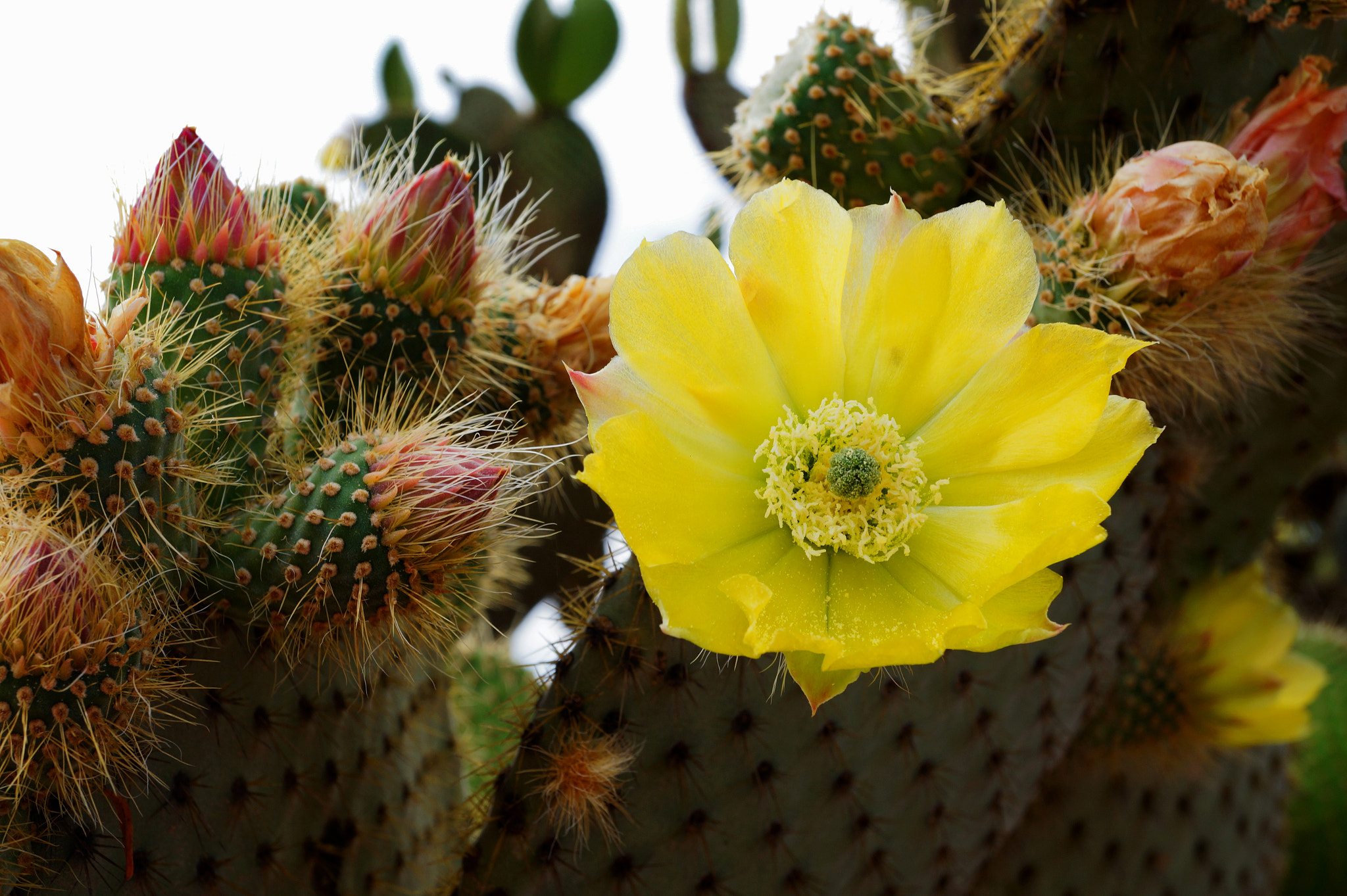 Sony Alpha a3500 sample photo. Flor de nopal photography