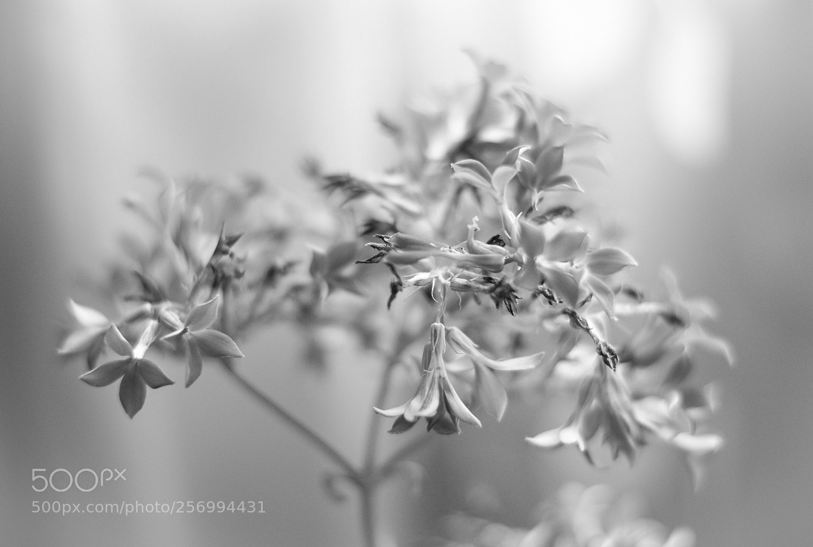 Nikon D5300 sample photo. Depth of field  photography