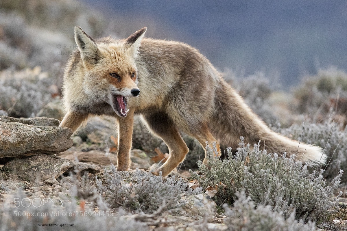 Canon EOS 7D Mark II sample photo. Fox photography