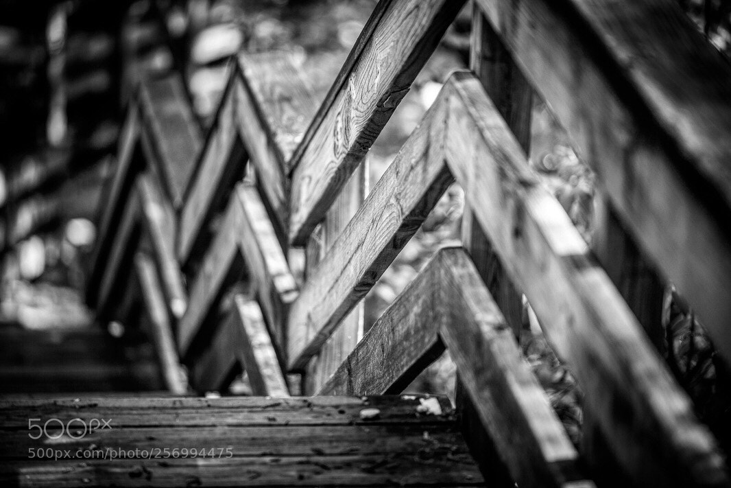 Canon EOS 5D Mark II sample photo. Stairway in the woods photography