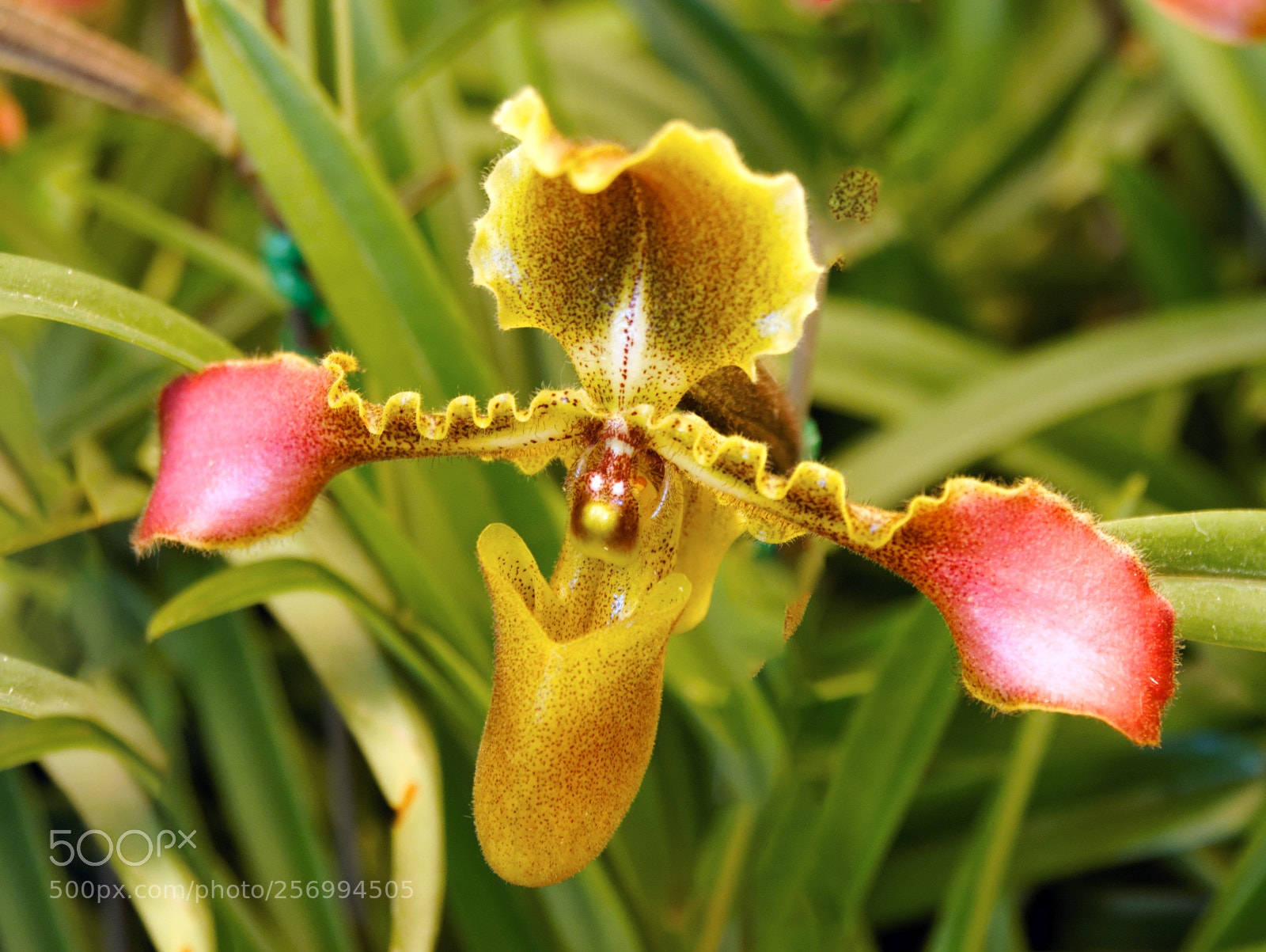 Sony SLT-A55 (SLT-A55V) sample photo. Orchidée jaune photography