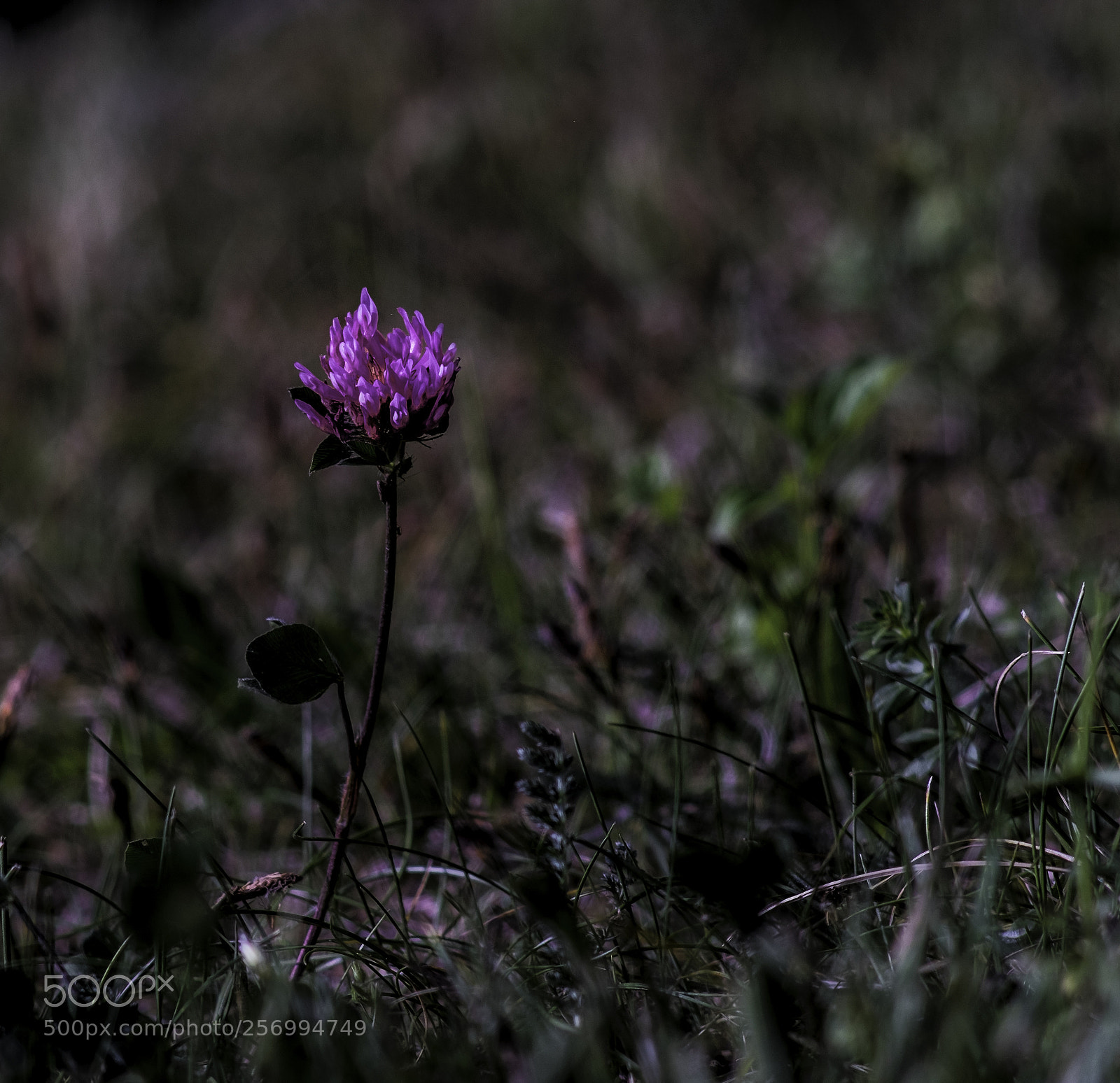 Fujifilm X-T1 sample photo. Auf augenhöhe photography