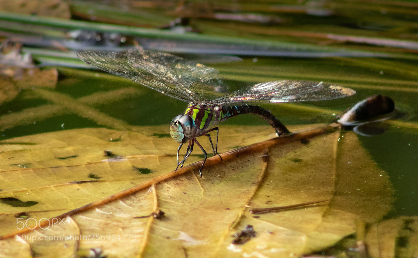 Canon EOS 750D (EOS Rebel T6i / EOS Kiss X8i) sample photo. Dragongly photography