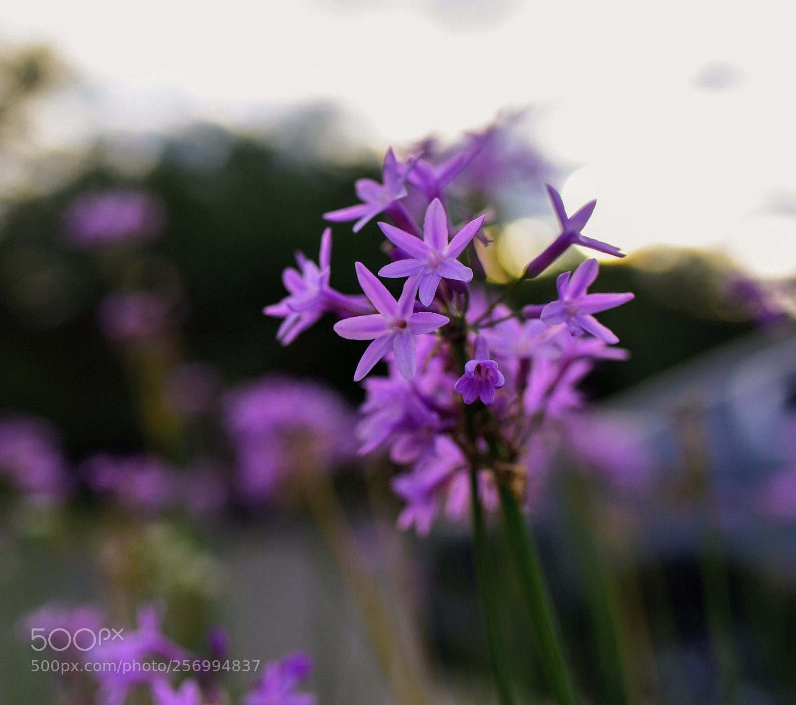 Nikon D750 sample photo. Purple photography