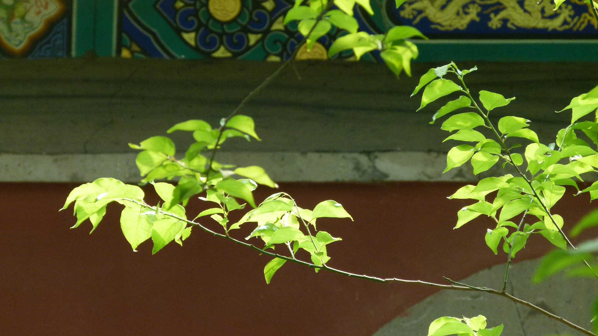 Leica V-Lux 2 sample photo