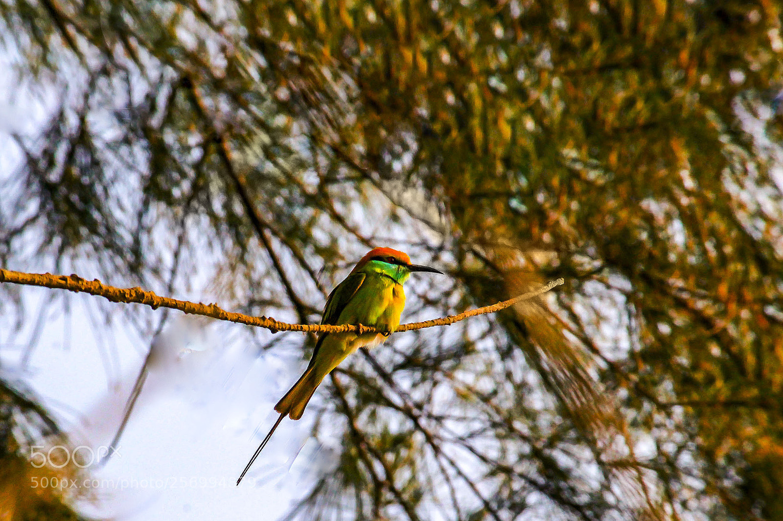 Canon EOS 1300D (EOS Rebel T6 / EOS Kiss X80) sample photo. Little green bee eater photography