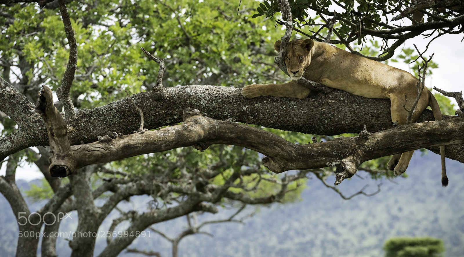 Nikon D810 sample photo. Chilling photography
