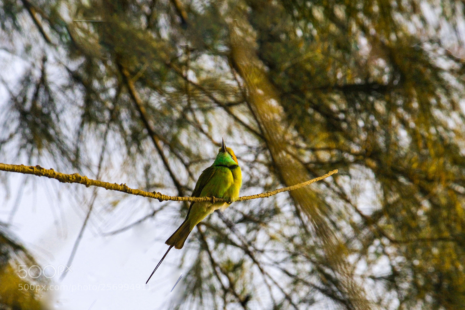 Canon EOS 1300D (EOS Rebel T6 / EOS Kiss X80) sample photo. Little green bee eater photography