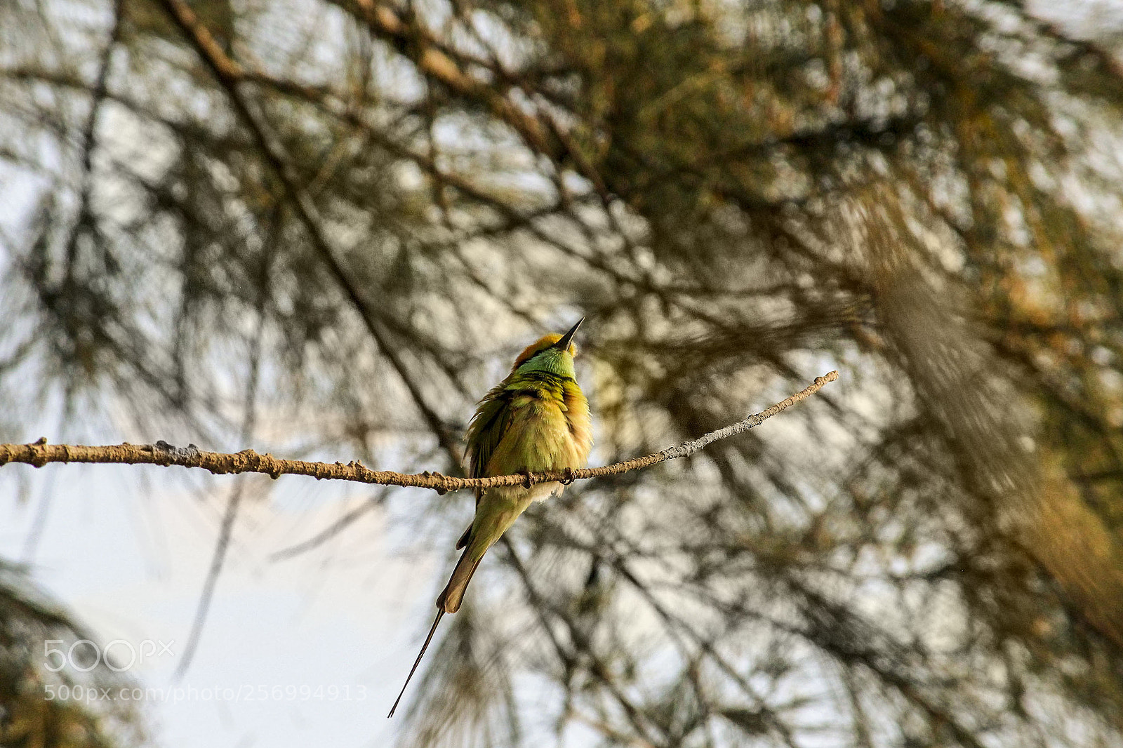 Canon EOS 1300D (EOS Rebel T6 / EOS Kiss X80) sample photo. Little green bee eater photography
