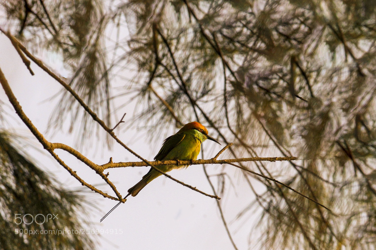 Canon EOS 1300D (EOS Rebel T6 / EOS Kiss X80) sample photo. Little green bee eater photography