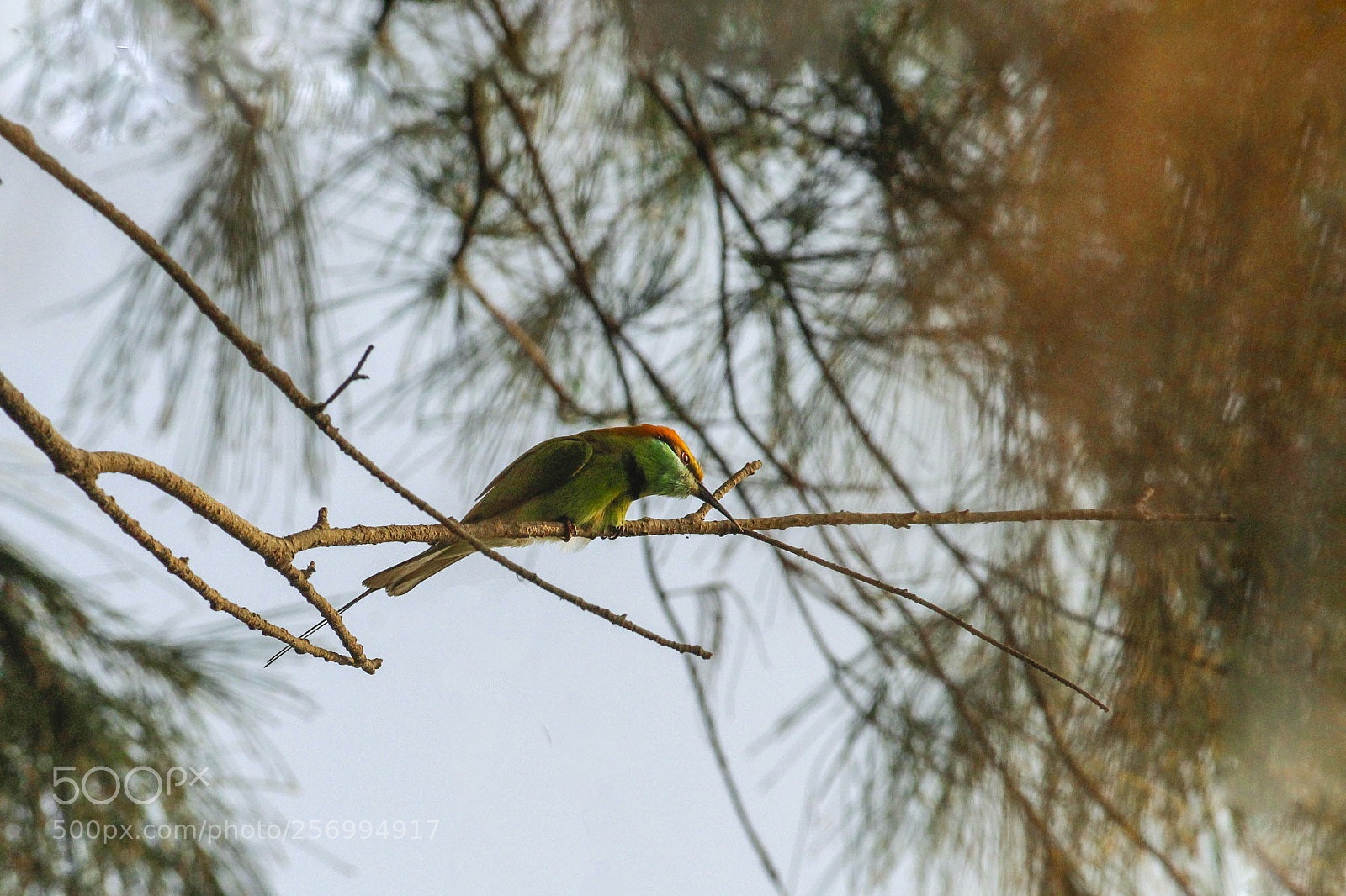 Canon EOS 1300D (EOS Rebel T6 / EOS Kiss X80) sample photo. Little green bee eater photography