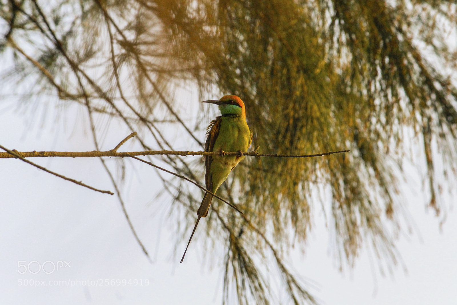 Canon EOS 1300D (EOS Rebel T6 / EOS Kiss X80) sample photo. Little green bee eater photography