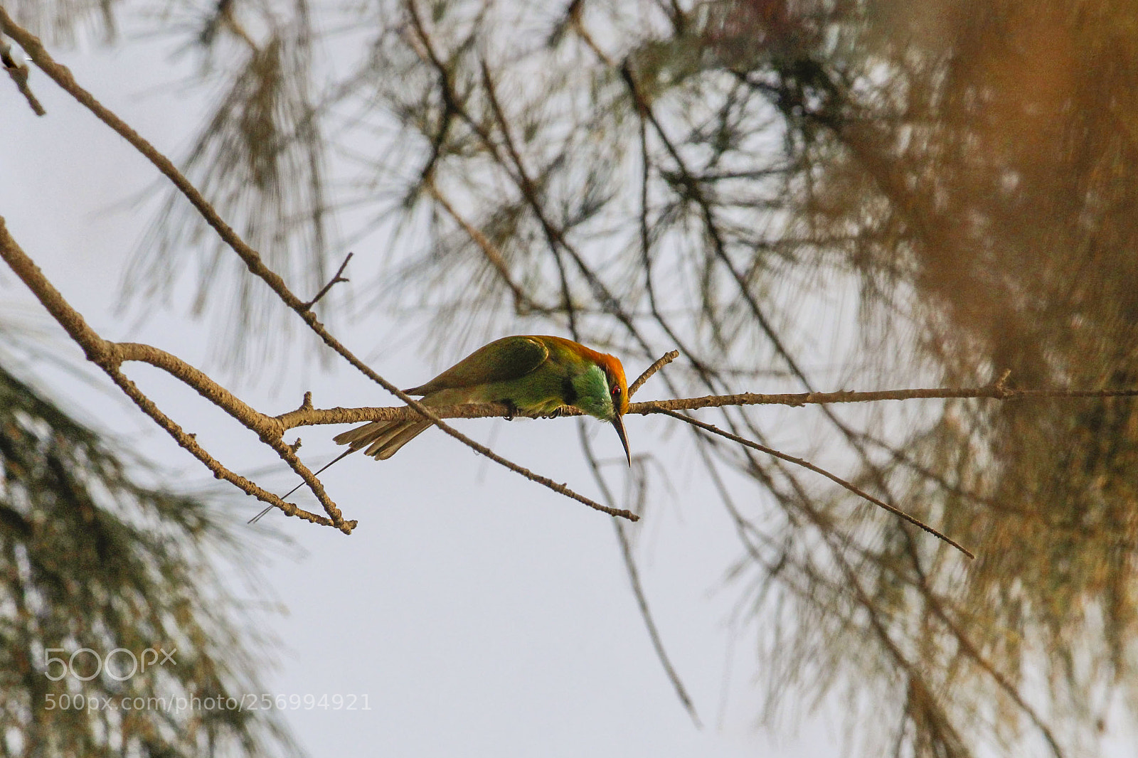 Canon EOS 1300D (EOS Rebel T6 / EOS Kiss X80) sample photo. Little green bee eater photography