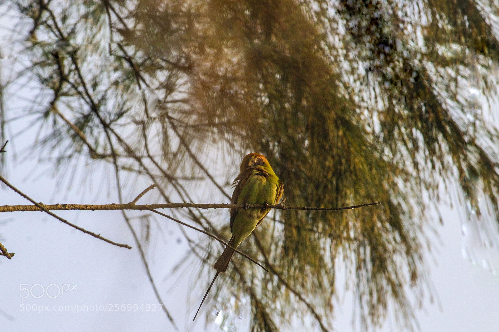 Canon EOS 1300D (EOS Rebel T6 / EOS Kiss X80) sample photo. Little green bee eater photography