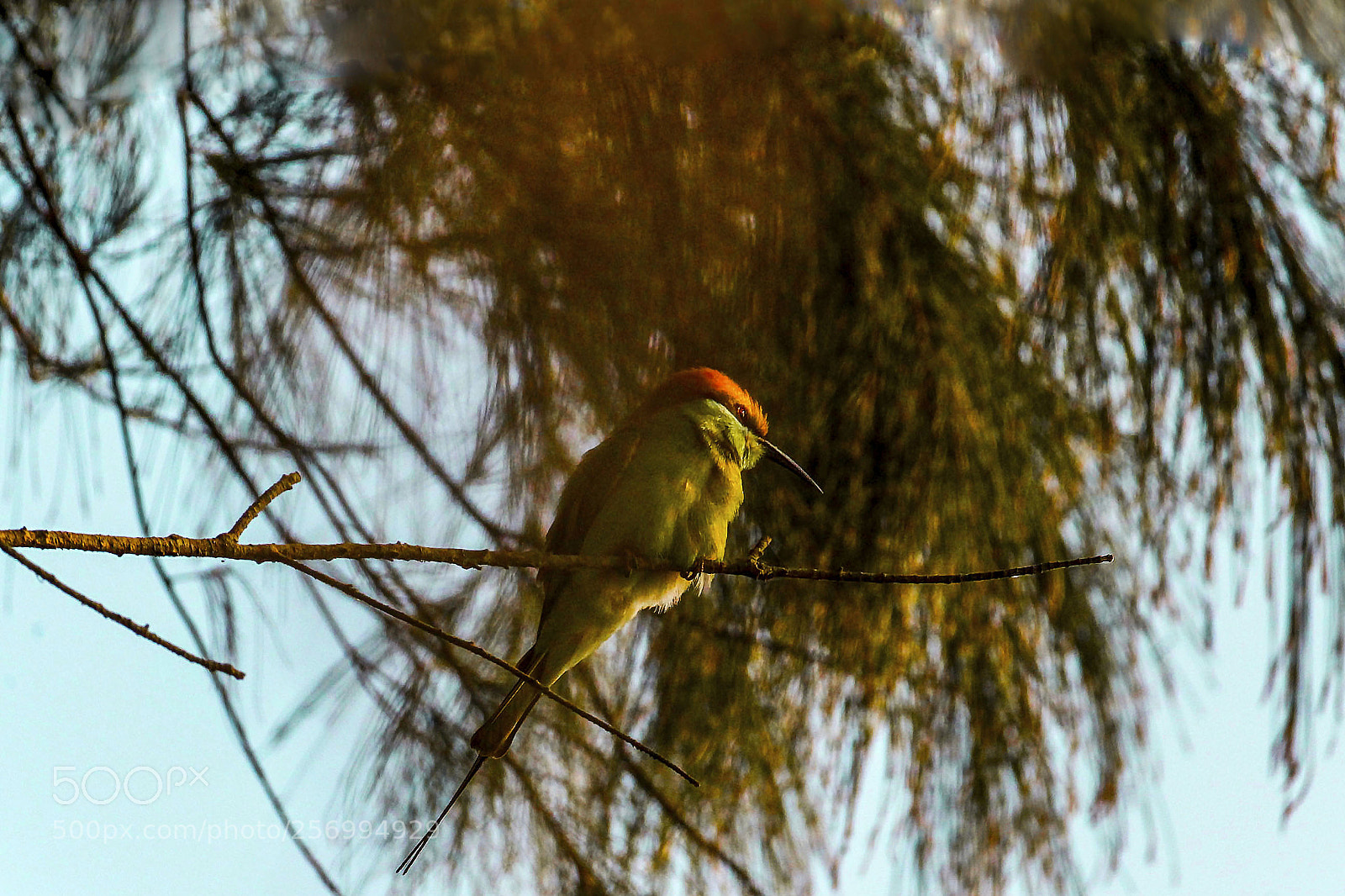 Canon EOS 1300D (EOS Rebel T6 / EOS Kiss X80) sample photo. Little green bee eater photography