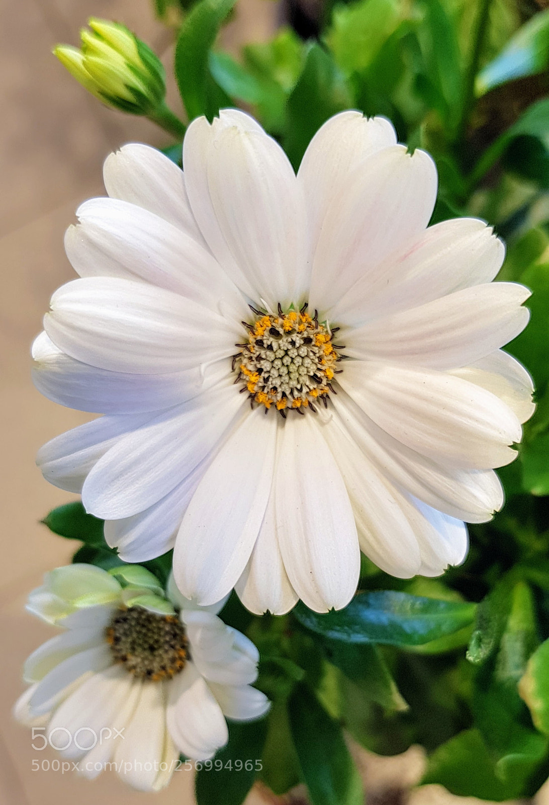 Samsung Galaxy S8 sample photo. Pretty flower photography