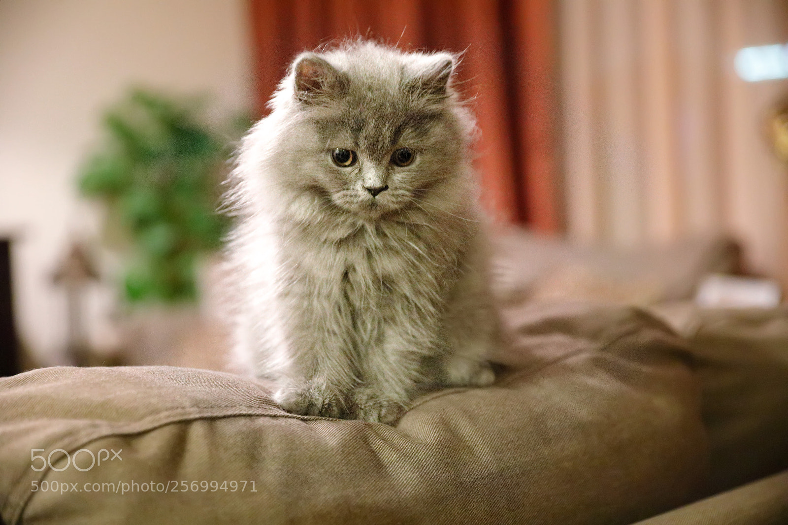 Canon EOS 5D Mark IV sample photo. Sofia photography