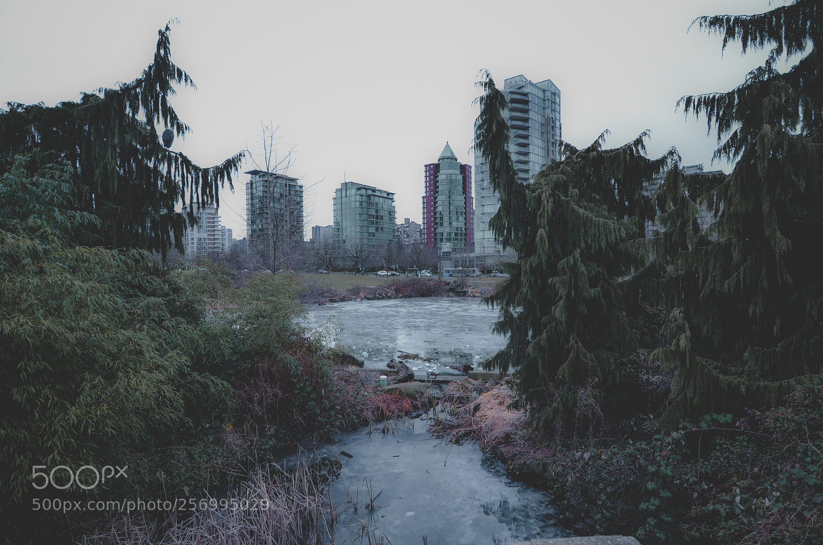Nikon D7000 sample photo. Vancouver reedit photography