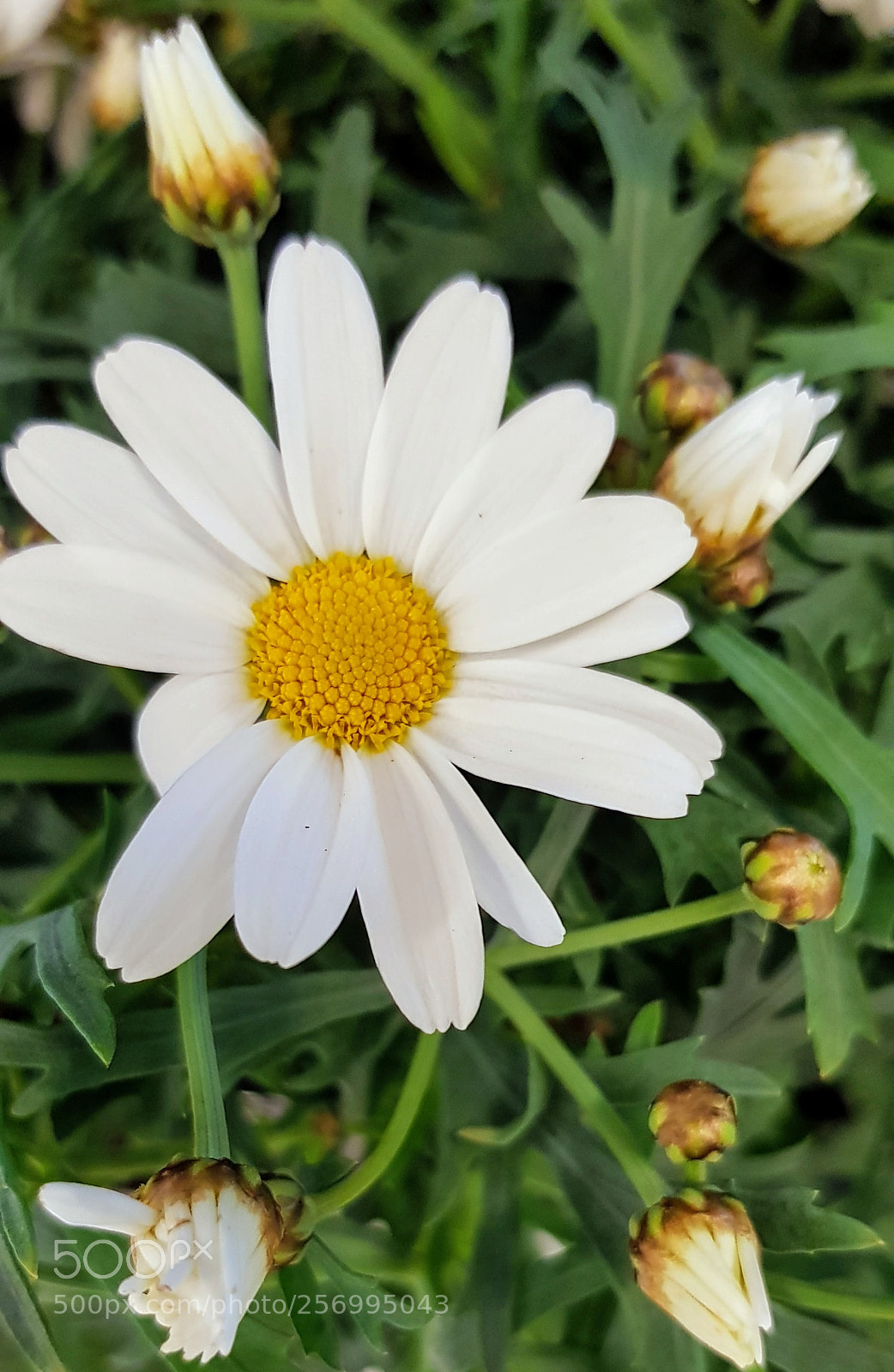 Samsung Galaxy S8 sample photo. Not the most beautiful photography