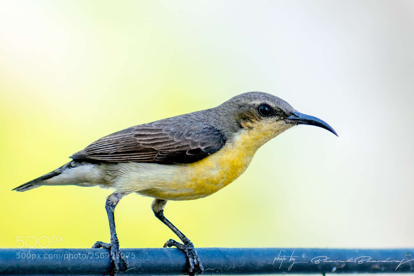 Nikon D5300 sample photo. Purple sunbird photography