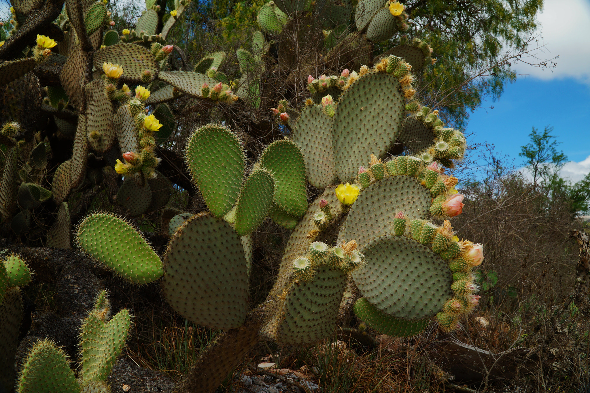Sony Alpha a3500 sample photo. Happy cactus photography
