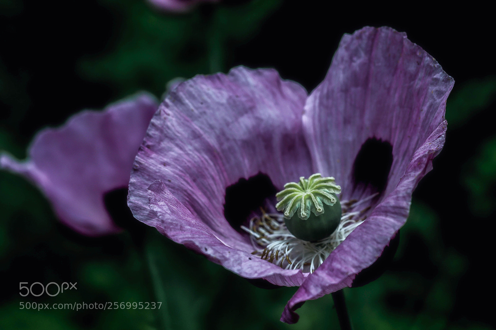 Canon EOS 60D sample photo. Opium poppy (papaver somniferum) photography