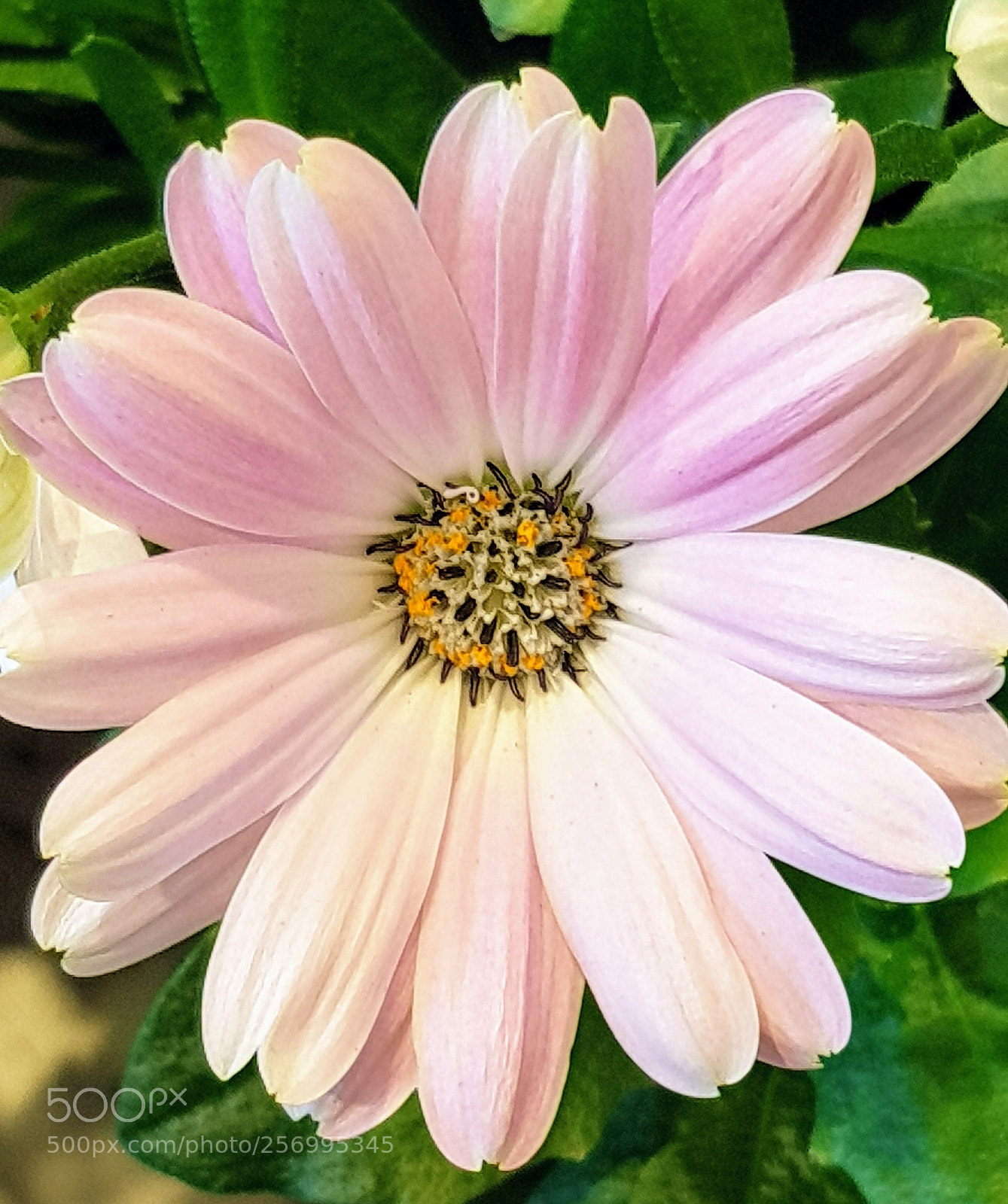 Samsung Galaxy S8 sample photo. Tender pink photography