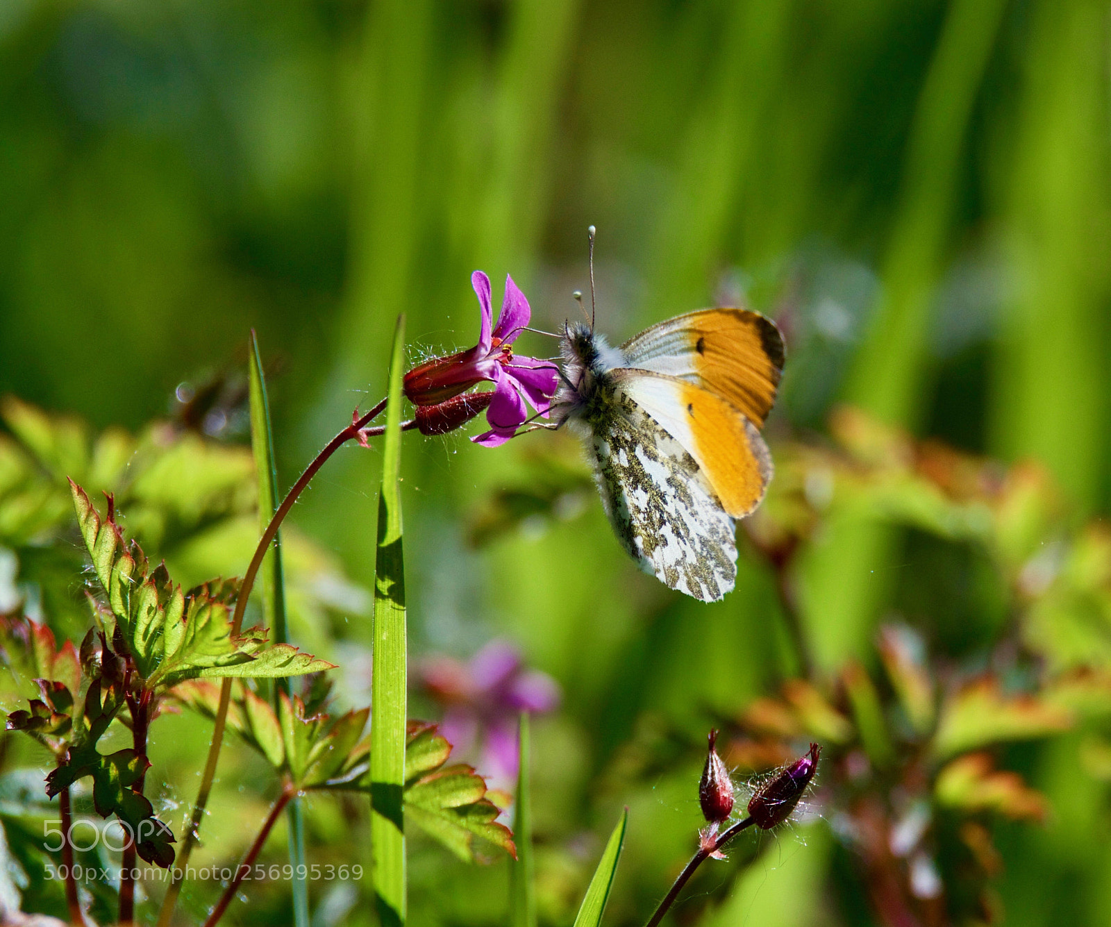 Nikon D500 sample photo. Untitled photography