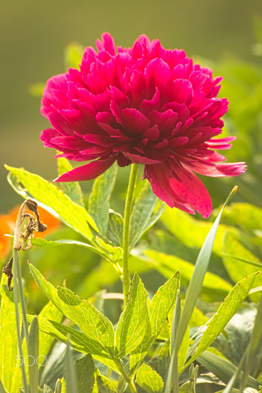 Sigma 70-300mm F4-5.6 APO DG Macro sample photo. Spring colors photography